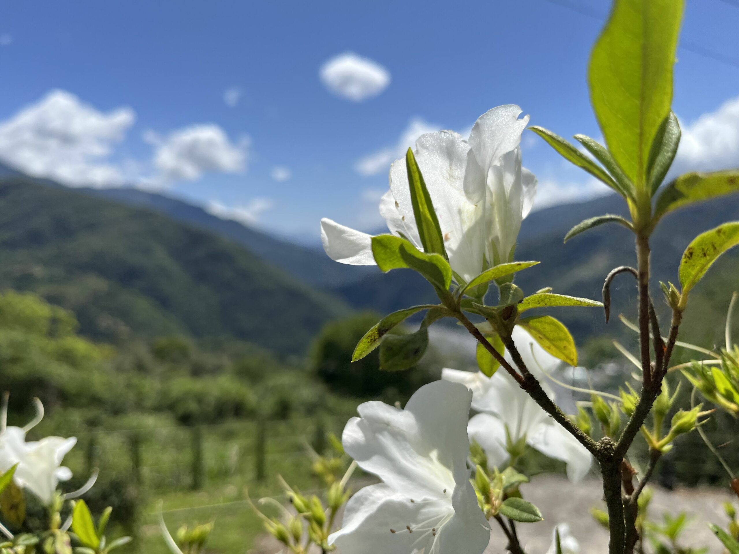 武界山區杜鵑花盛開 雲窩森林露營區春季景色