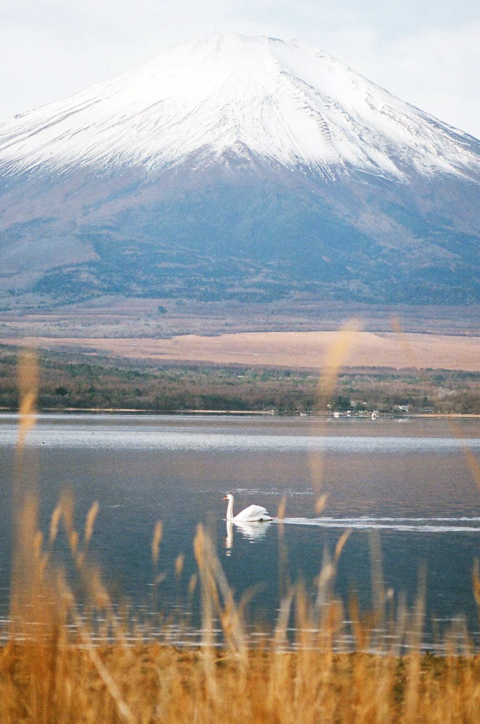 平野之濱湖面的白色天鵝與富士山
