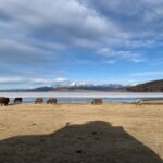 氂牛、荒原、湖水與雪山