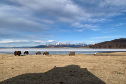 Day 1 - 越野車12小時,從木倫到查幹諾爾村 | 蒙古馴鹿部落半自助 5 氂牛、荒原、湖水與雪山