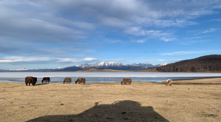 氂牛、荒原、湖水與雪山