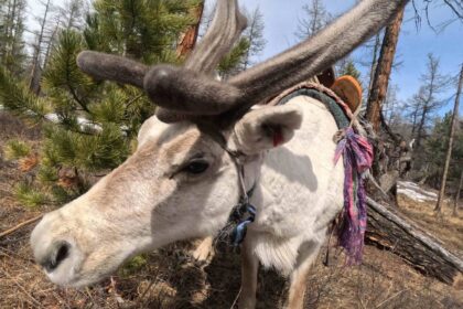 Day 3 - 拜訪好客的查坦族人,竟意外遭獵犬咬傷!在下雪的森林中騎到白色馴鹿了,難道這就是阿席達卡的感覺 | 蒙古馴鹿部落半自助 3 reindeer scaled 1