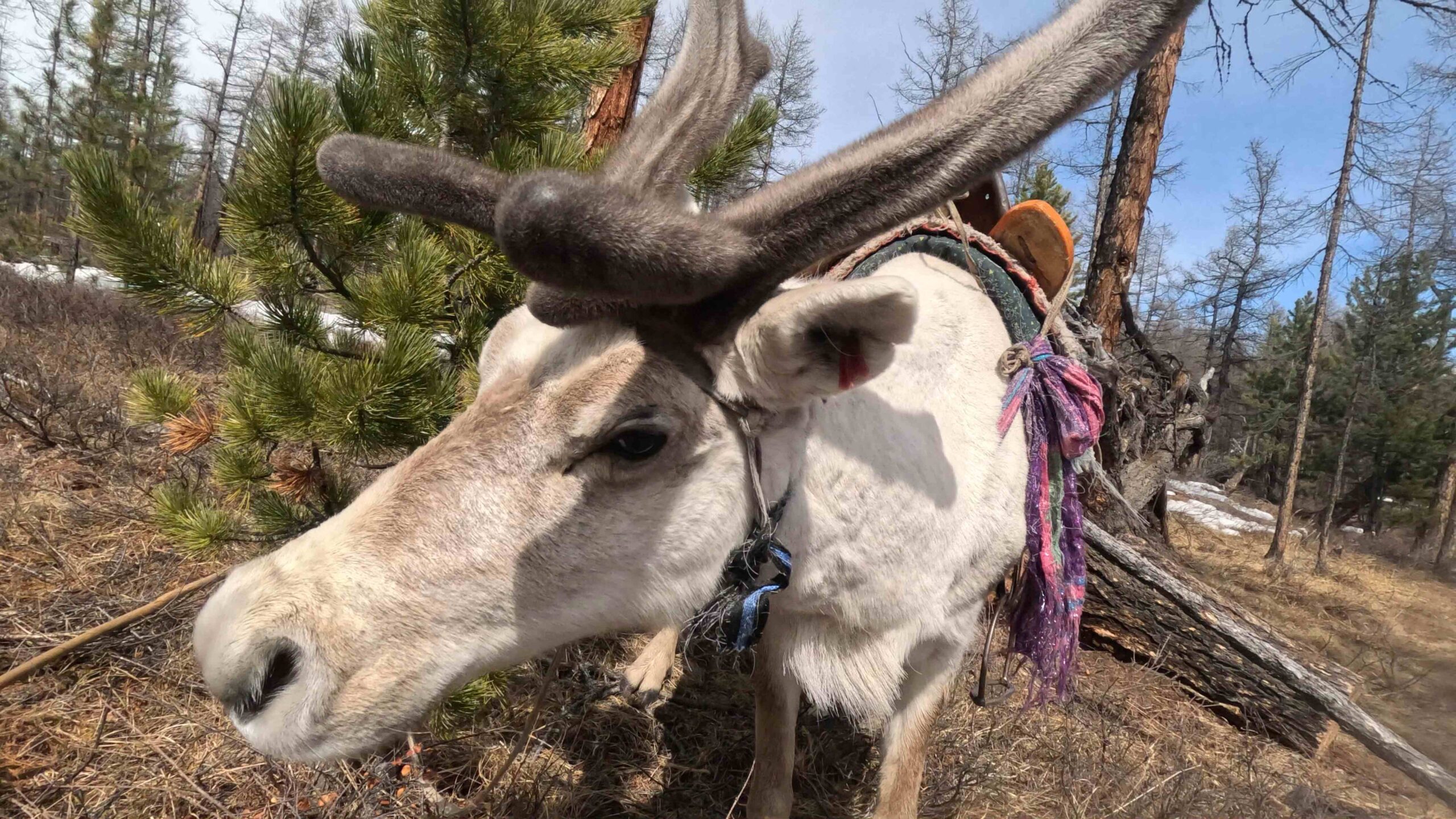 Day 3 - 拜訪好客的查坦族人,竟意外遭獵犬咬傷!在下雪的森林中騎到白色馴鹿了,難道這就是阿席達卡的感覺 | 蒙古馴鹿部落半自助 1 reindeer scaled 1