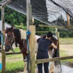 因為我很喜歡跟馬互動所以主動幫忙幫馬洗澡