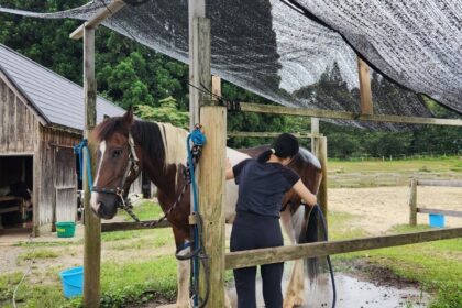 在日本的馬術治療牧場 Therapyfarm Megotama 體驗騎乘混血日本馬|2024山形縣金山町微住 3 因為我很喜歡跟馬互動所以主動幫忙幫馬洗澡