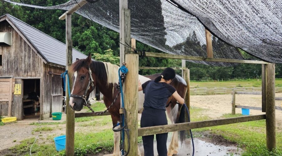 因為我很喜歡跟馬互動所以主動幫忙幫馬洗澡