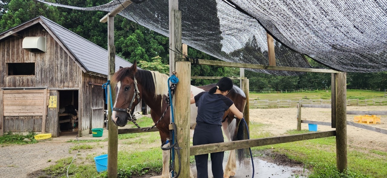 因為我很喜歡跟馬互動所以主動幫忙幫馬洗澡
