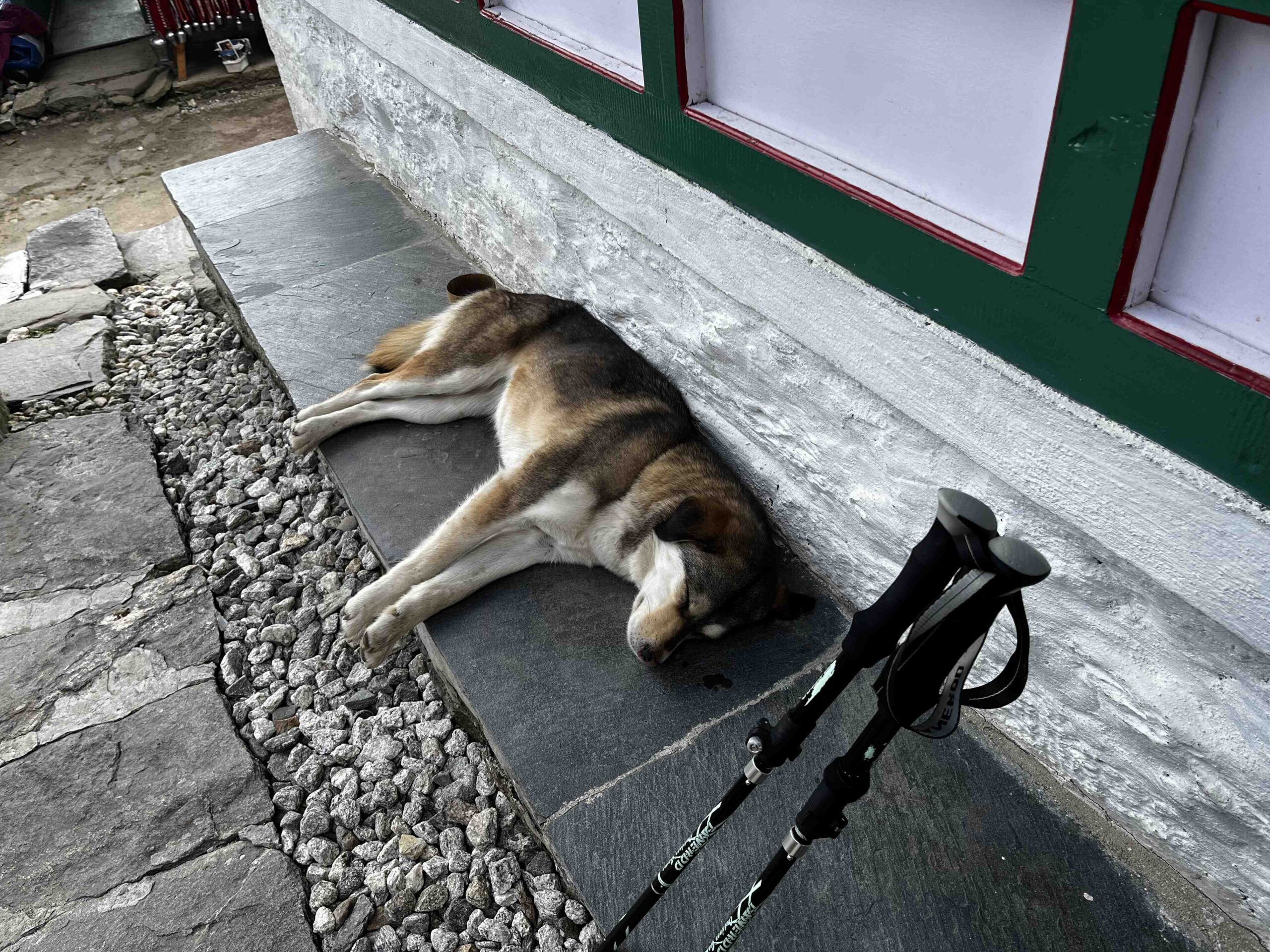 尼泊爾的狗總之就是懶在地上