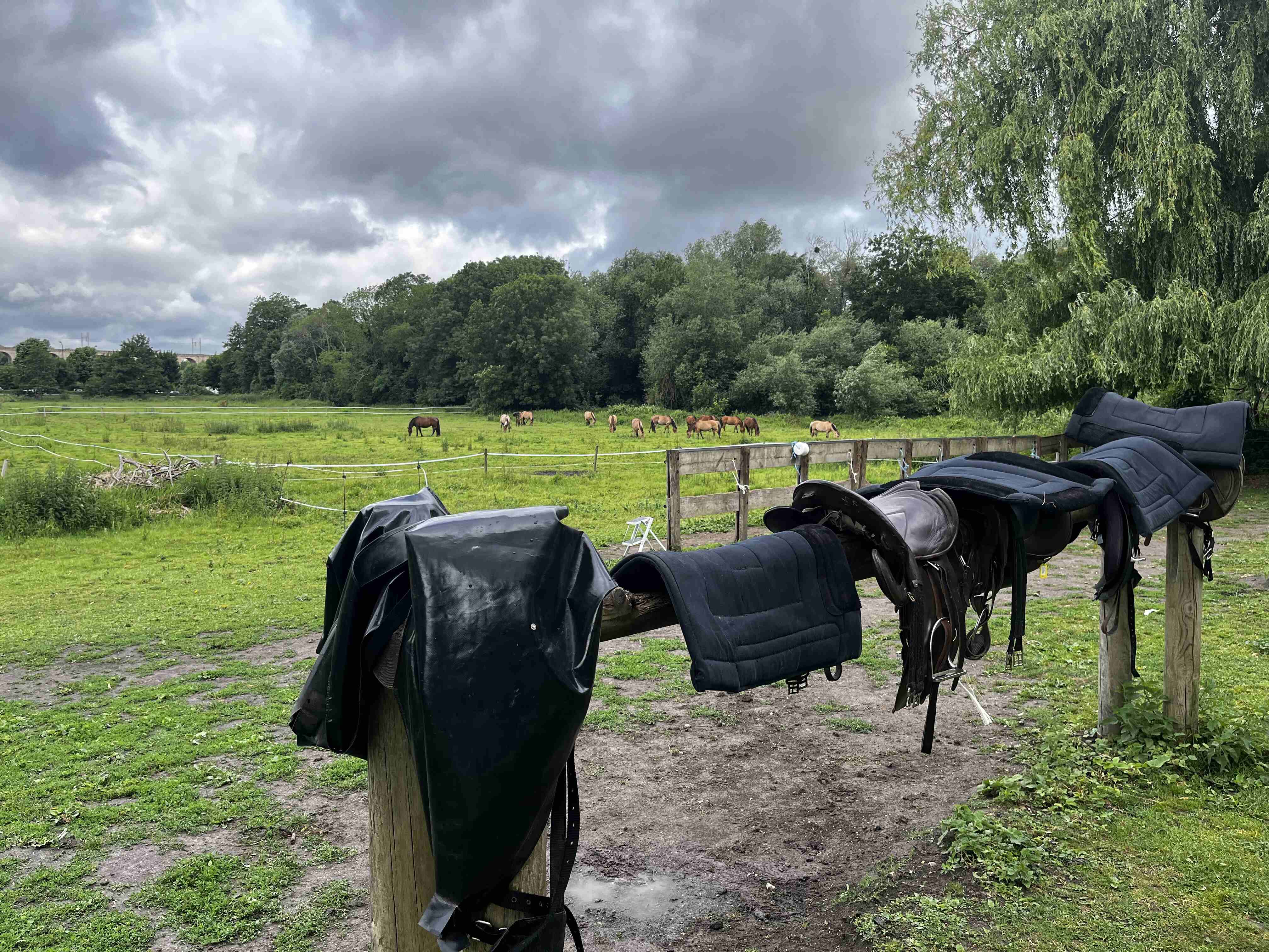 放牧中的馬兒們與我們準備好的馬具