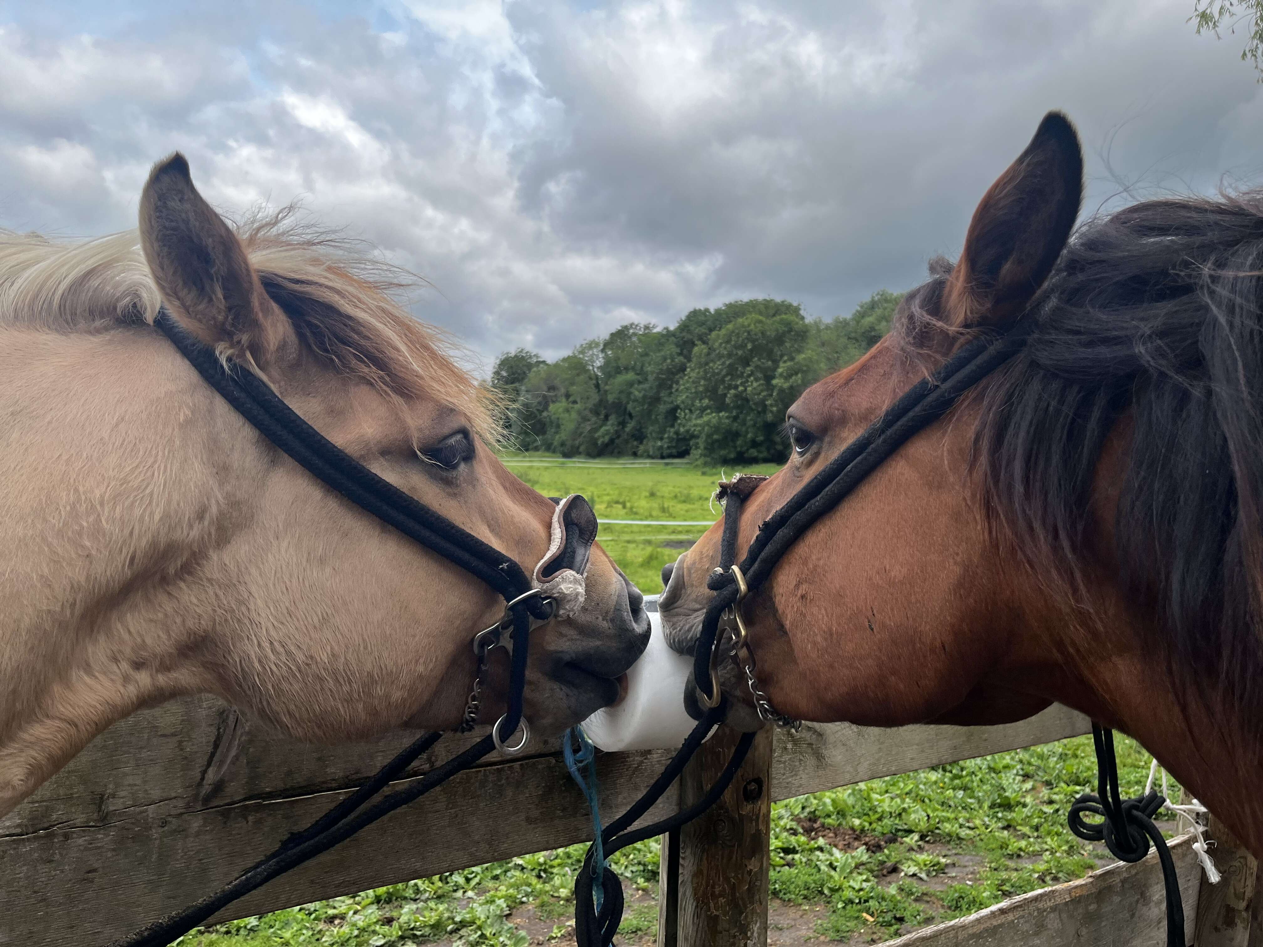 正在舔鹽磚的可愛小馬