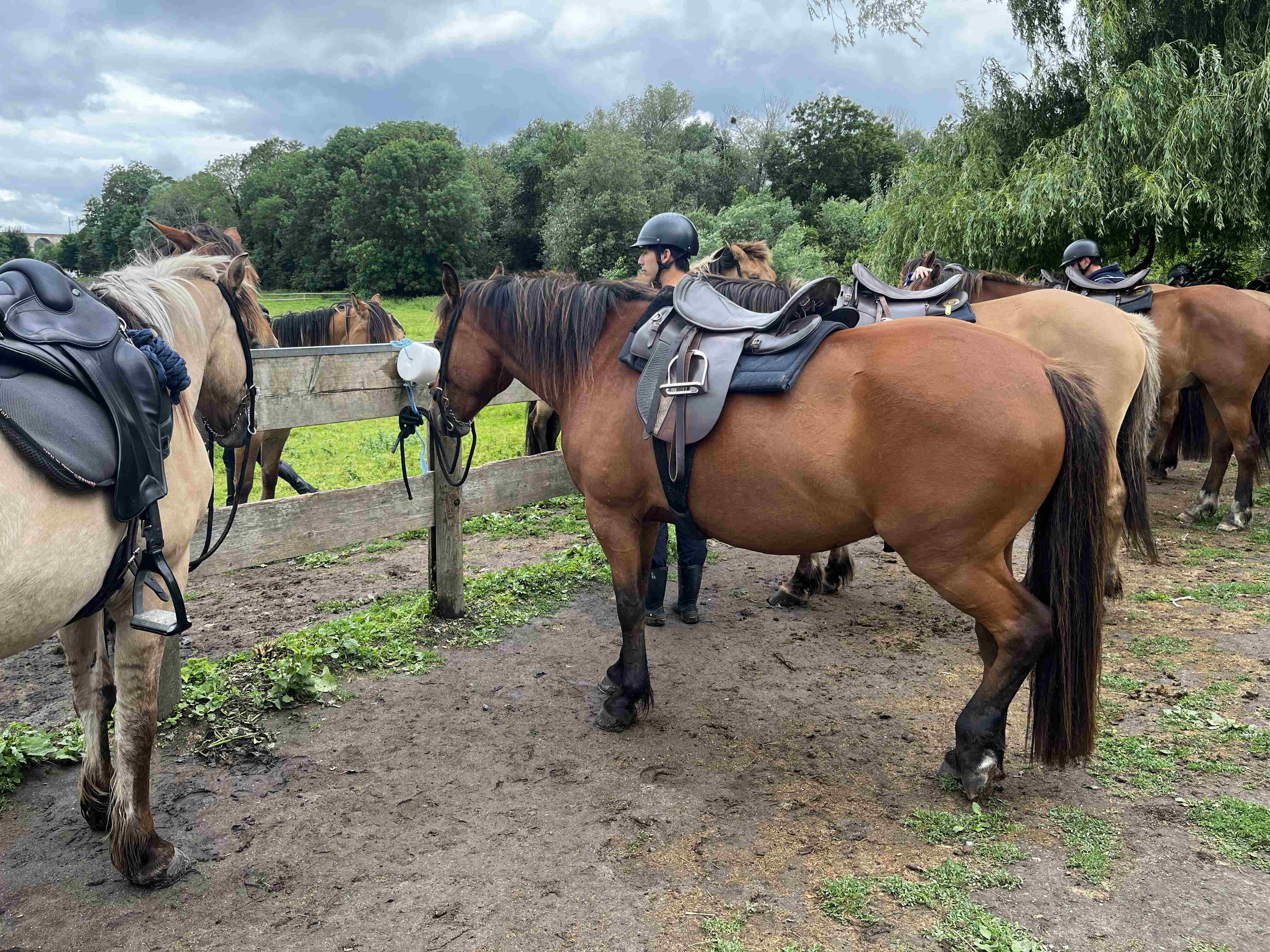 照片正中間棕色的是我的馬Eve