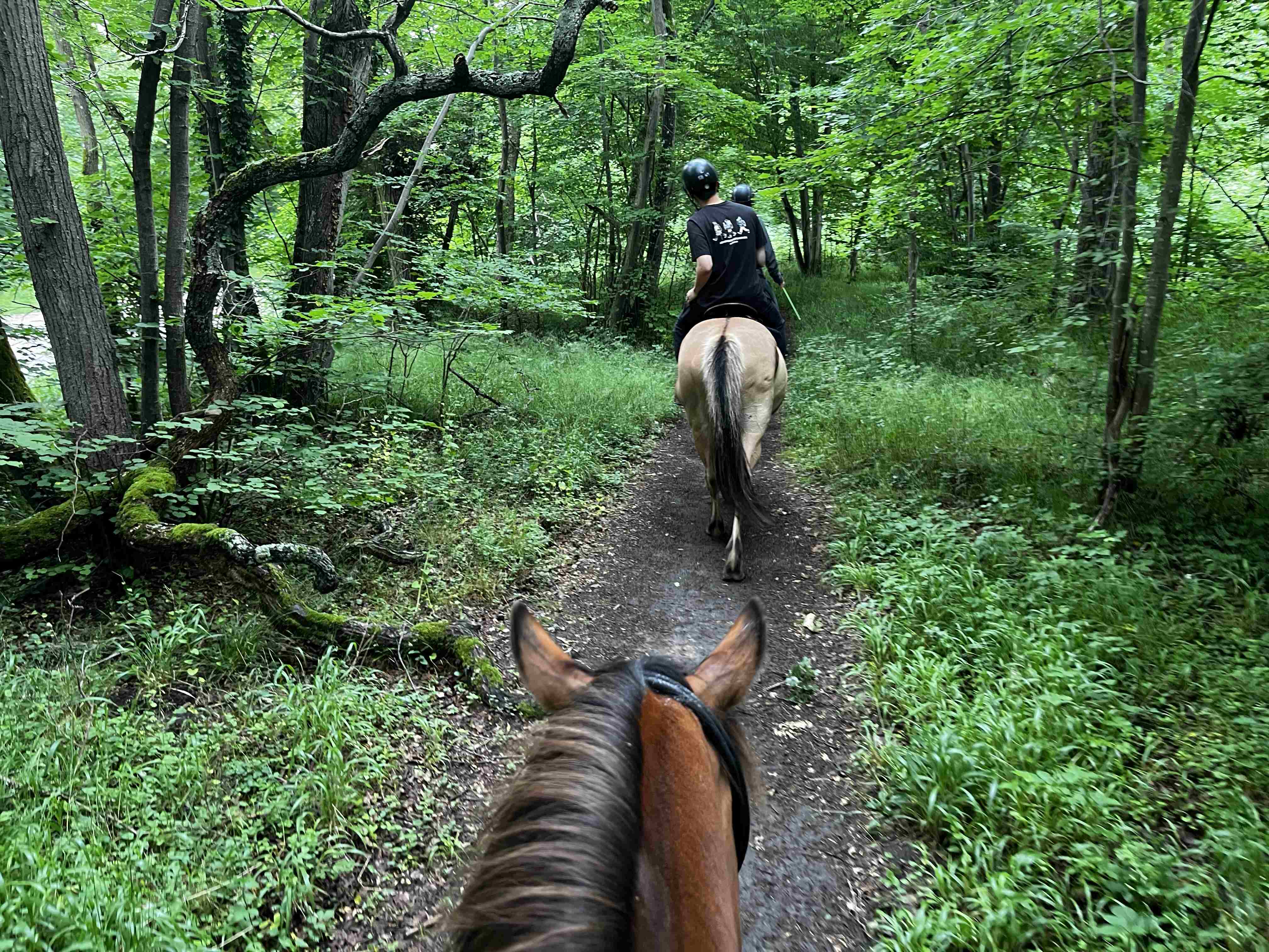 穿越尚蒂伊森林