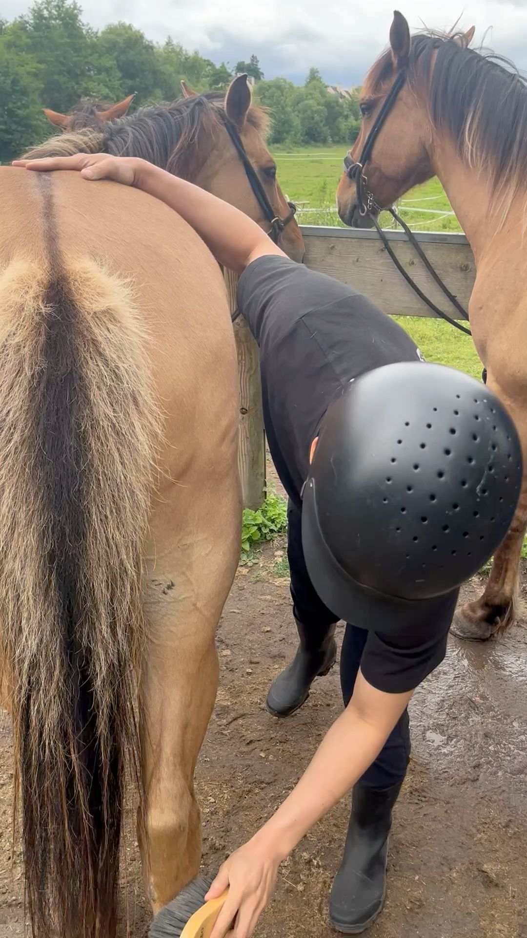 事前準備幫馬梳毛