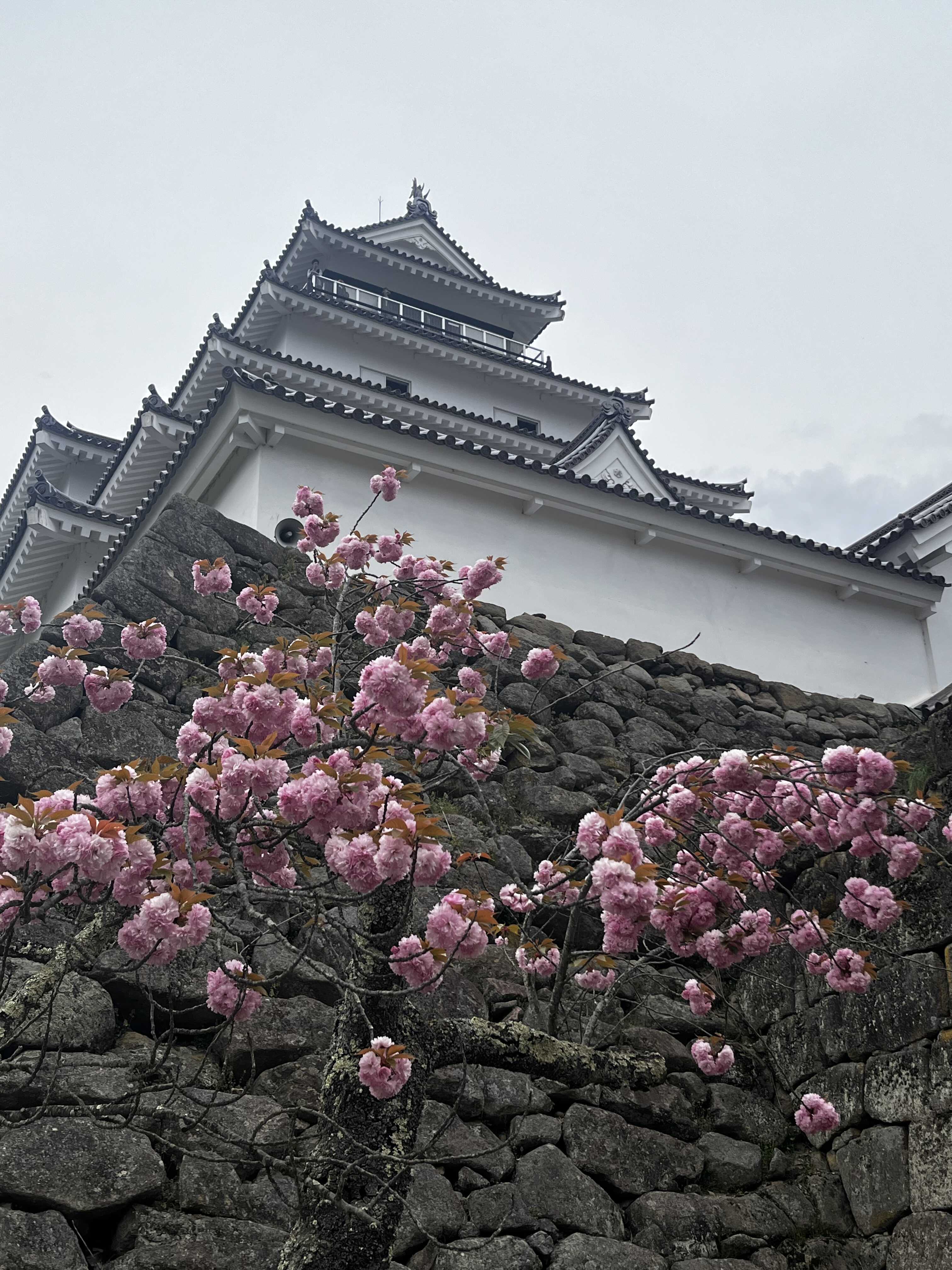 會津若松城與櫻花｜福島賞櫻景點鶴ヶ城
