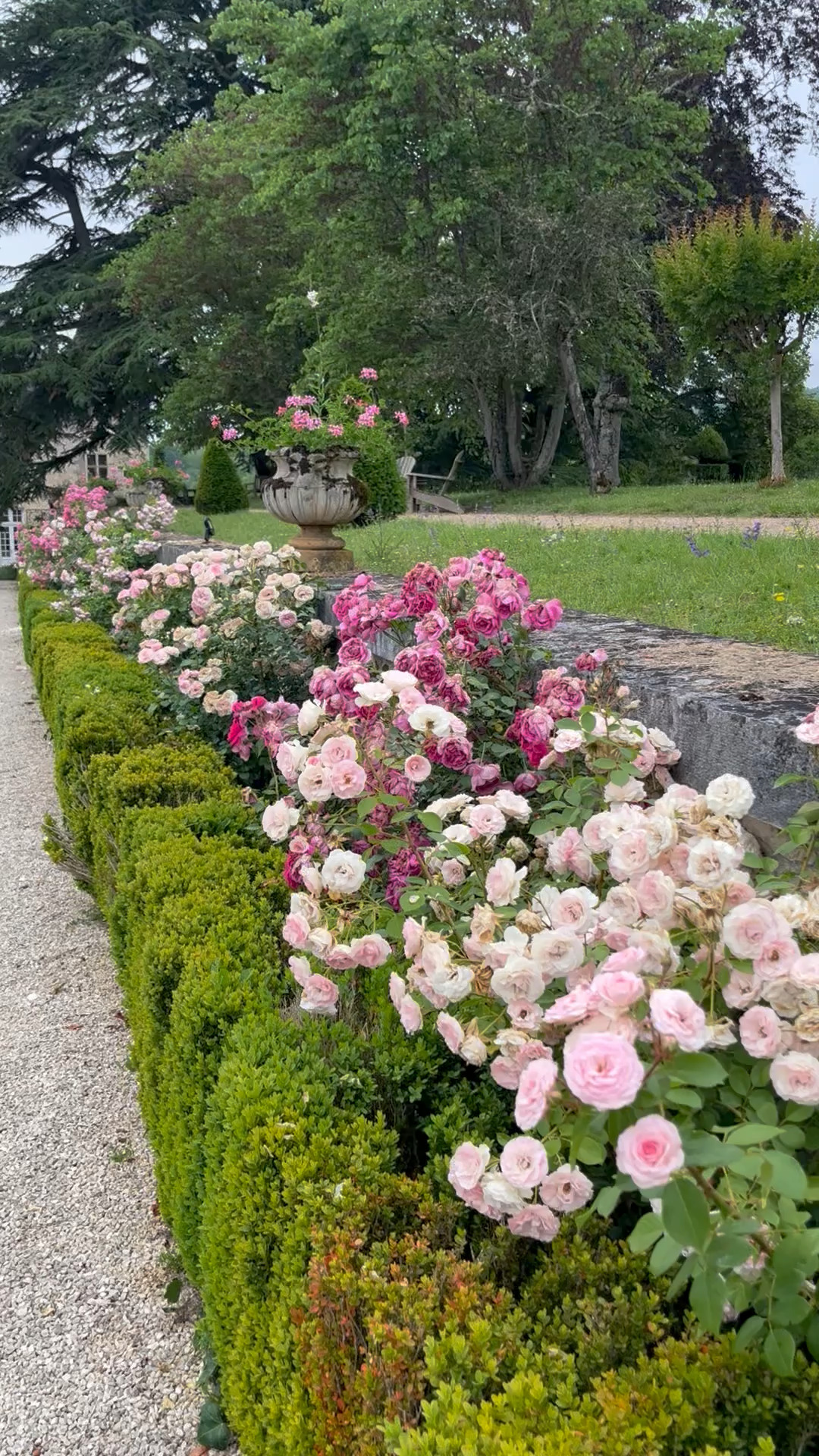 French rose garden at Château de la Treyne Dordogne France