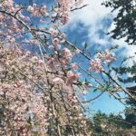 pic pimg tw lynnahui 1557305502 740537367 n jpg