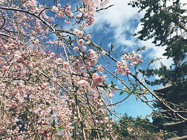 pic pimg tw lynnahui 1557305502 740537367 n jpg