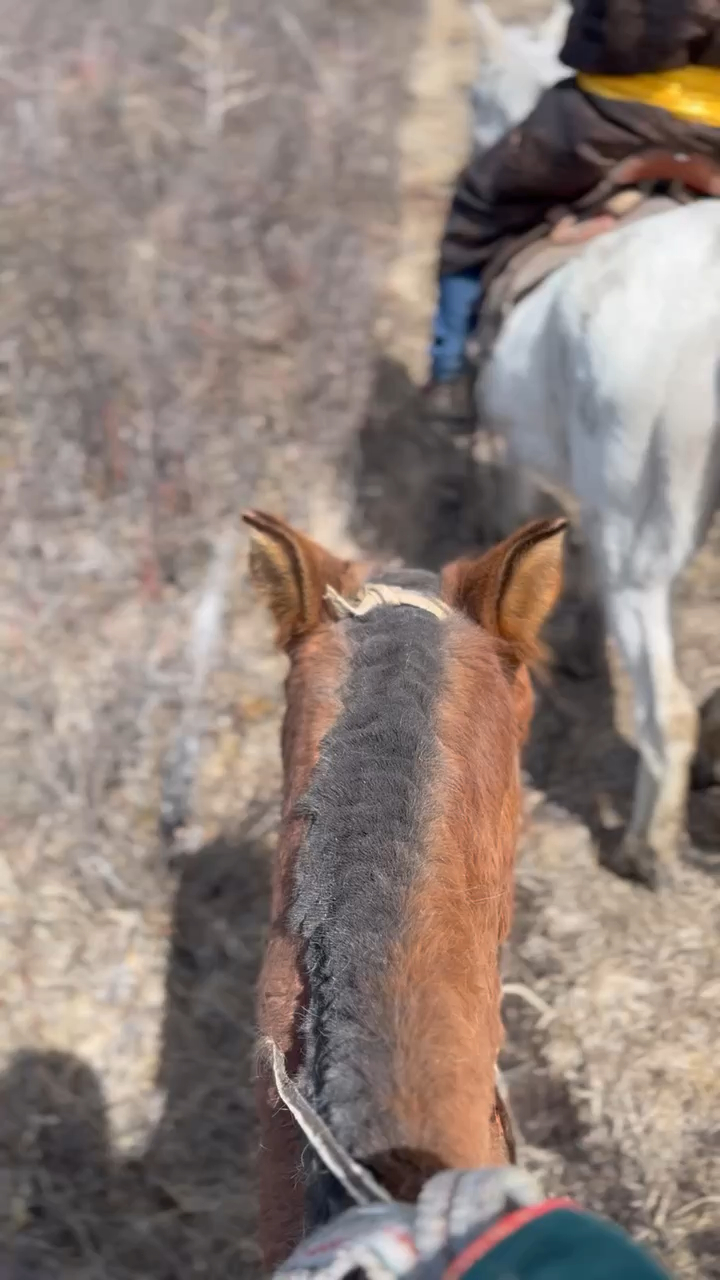 Day 2 - 騎馬5小時?!穿過邊境守衛隊終於抵達蒙俄邊境查坦人遊牧的森林 | 蒙古馴鹿部落半自助 8 我的四歲小馬,耳朵毛茸茸的好可愛呀