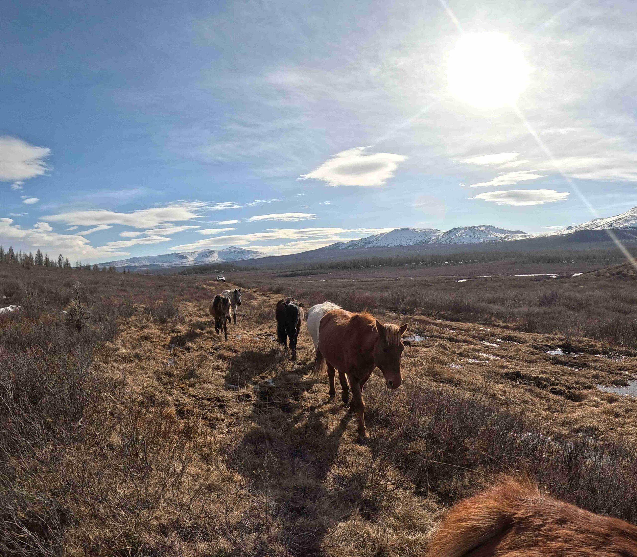 Day 2 - 騎馬5小時?!穿過邊境守衛隊終於抵達蒙俄邊境查坦人遊牧的森林 | 蒙古馴鹿部落半自助 26 也不知道是好奇還是群居習性的驅使,這5匹小馬就這樣默默跟著我們走了一段路
