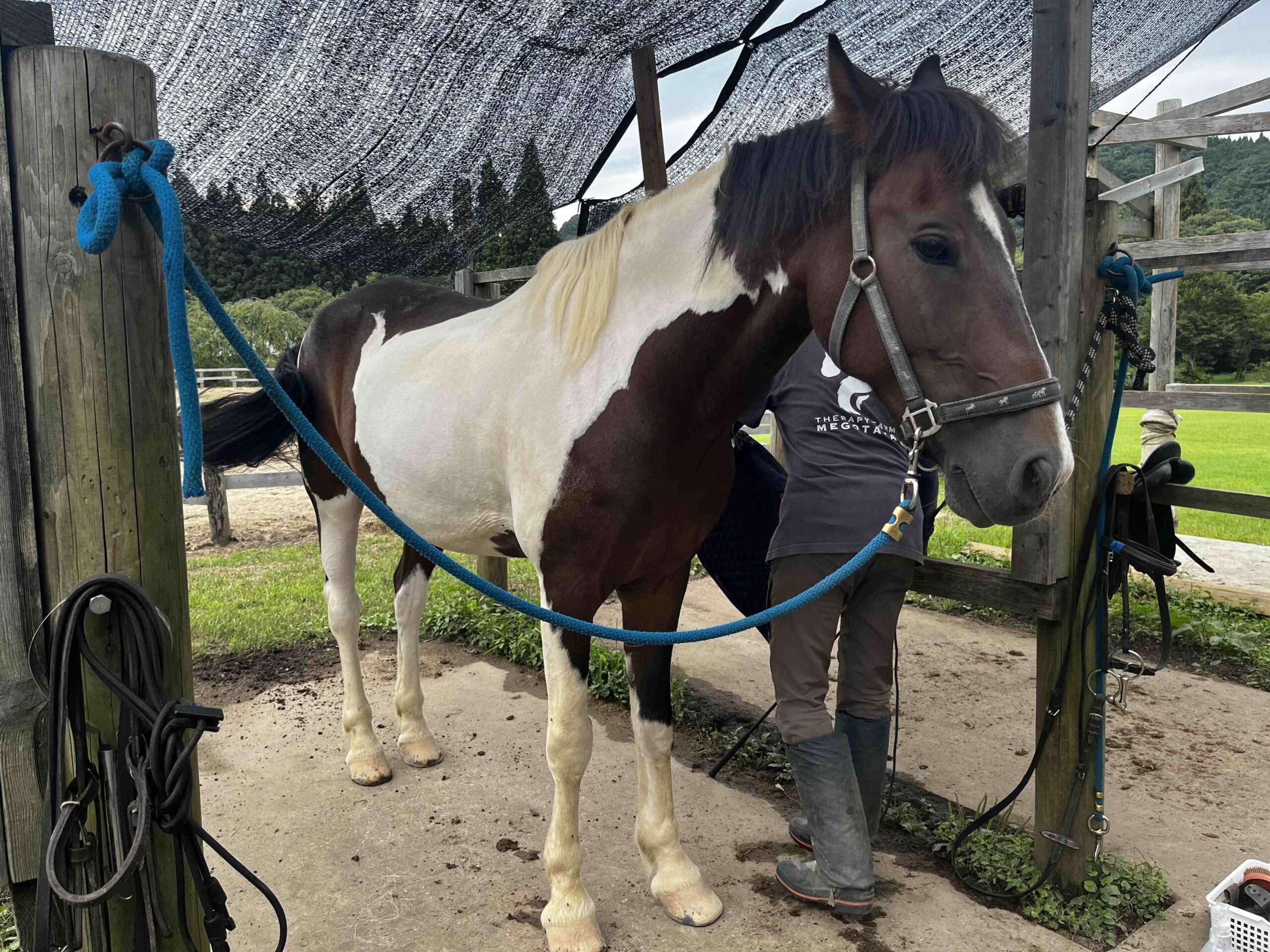 在日本的馬術治療牧場 Therapyfarm Megotama 體驗騎乘混血日本馬|2024山形縣金山町微住 7 あすてろ是一隻苗條有活力的花馬,約17歲