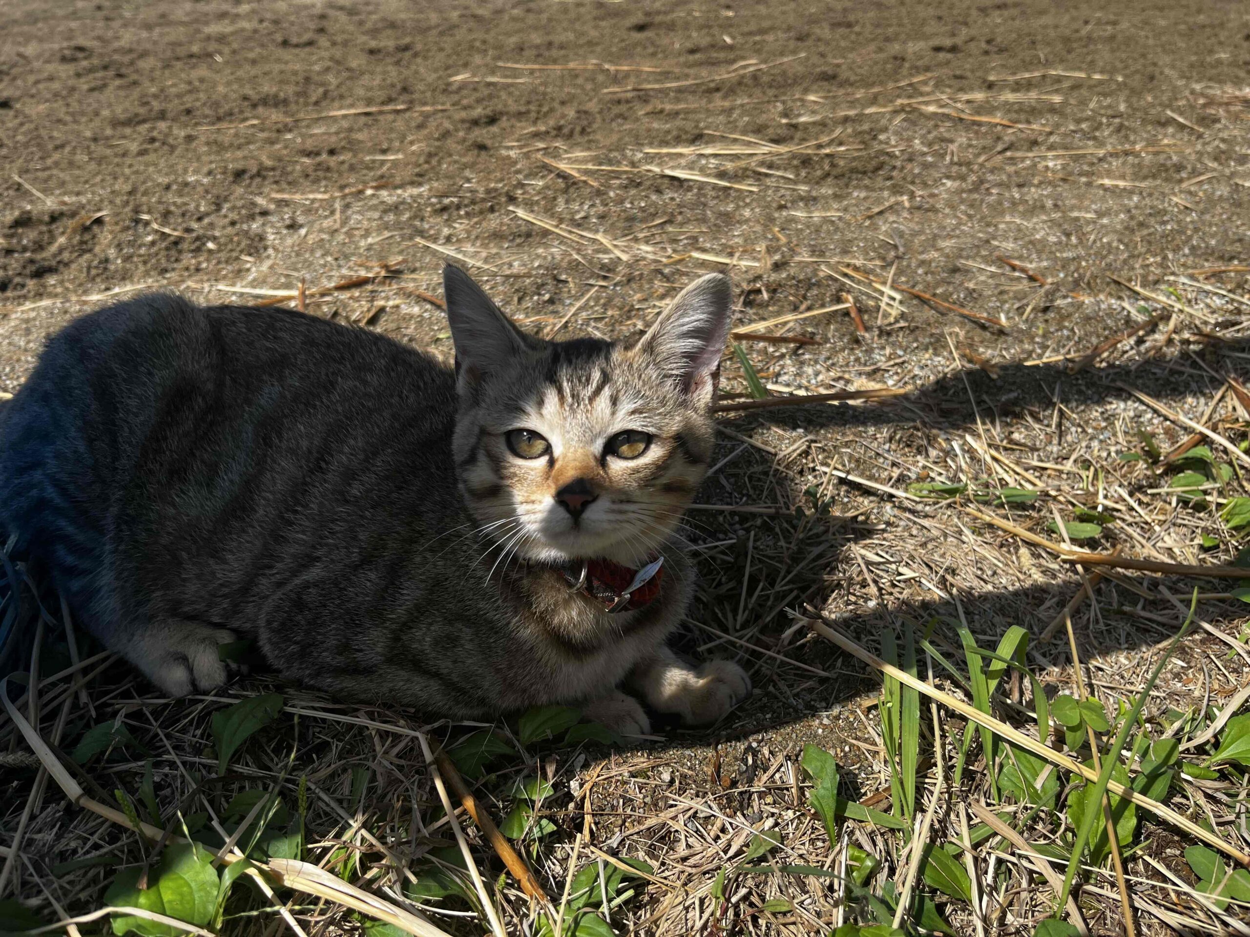 在日本的馬術治療牧場 Therapyfarm Megotama 體驗騎乘混血日本馬|2024山形縣金山町微住 11 Therapyfarm Megotama 的貓咪「虎太郎」