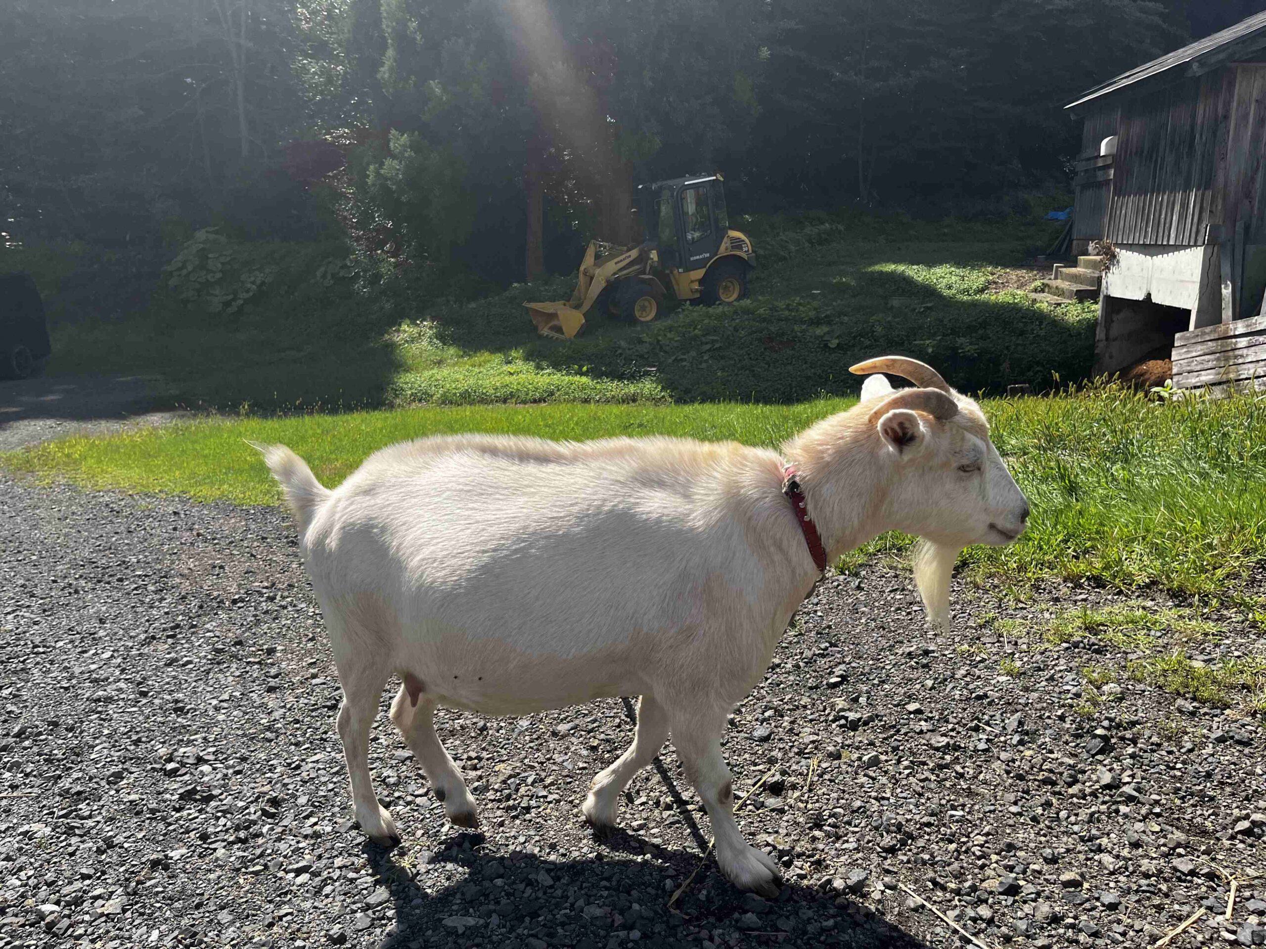 在日本的馬術治療牧場 Therapyfarm Megotama 體驗騎乘混血日本馬|2024山形縣金山町微住 10 Therapyfarm Megotama 農場也有羊咩咩哦