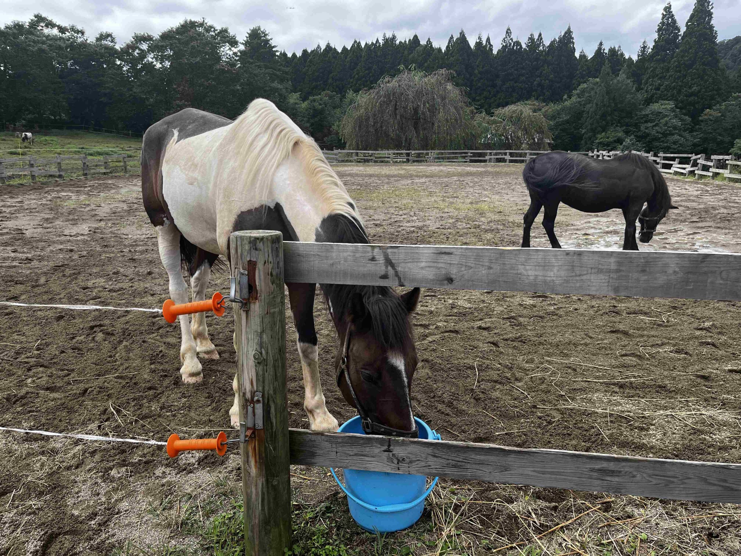 在日本的馬術治療牧場 Therapyfarm Megotama 體驗騎乘混血日本馬|2024山形縣金山町微住 3 餵馬吃南瓜