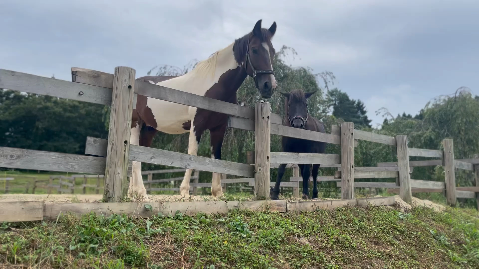 在日本的馬術治療牧場 Therapyfarm Megotama 體驗騎乘混血日本馬|2024山形縣金山町微住 9 沒客人時自由自在的馬兒們